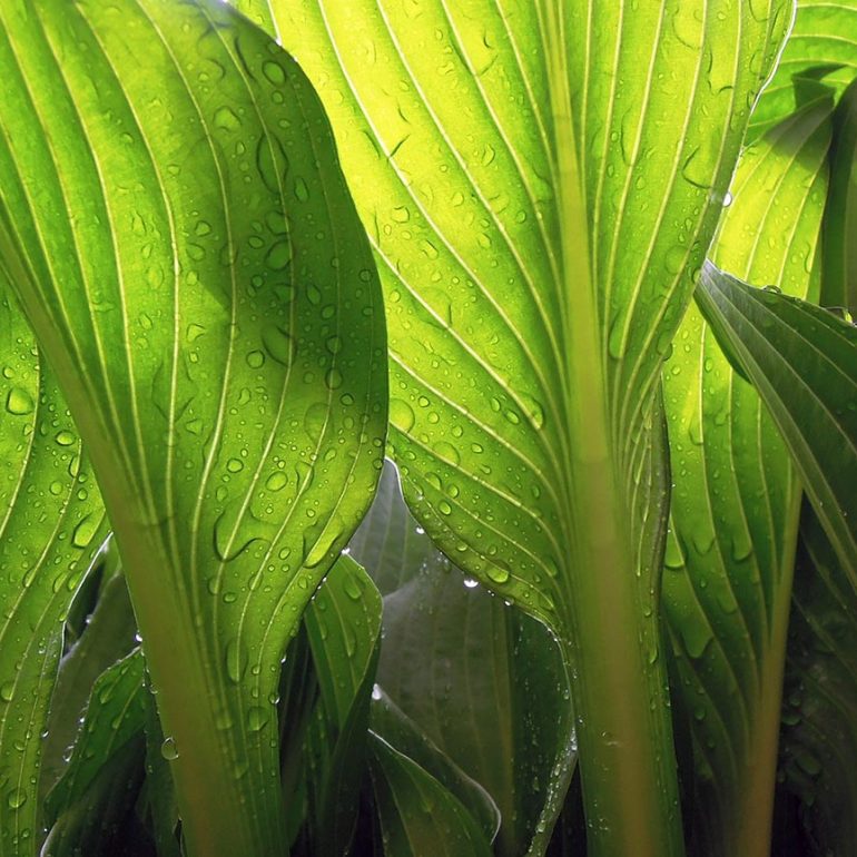 plants